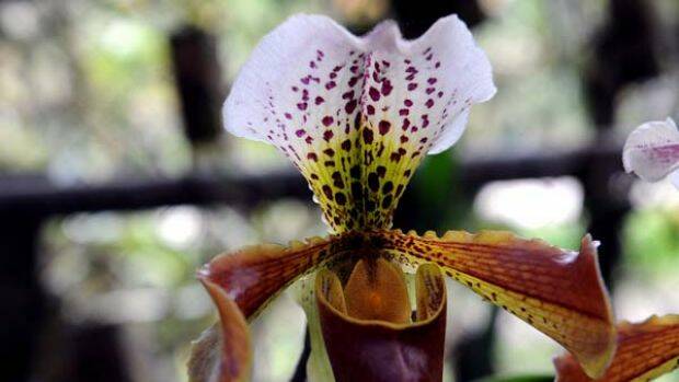 A hybrid orchid of the species Paphiopedium. 