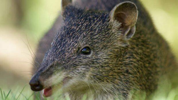 According to council, the southern brown bandicoot (above) and the long-footed potoroo are most at threat by the presence of feral deer.