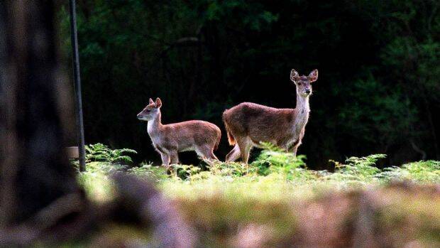 Feral deer in the Royal National Park near Waterfall. Picture: Rick Stevens