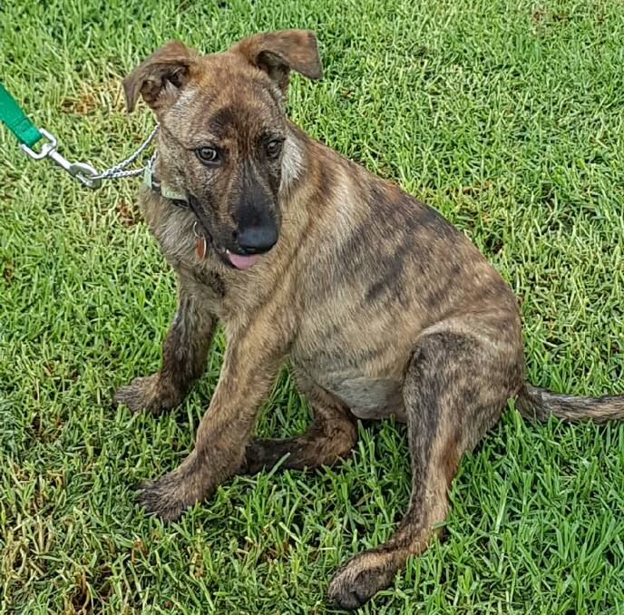 Shona the 13-week-old great dane/bull mastiff/wolfhound needs a home.