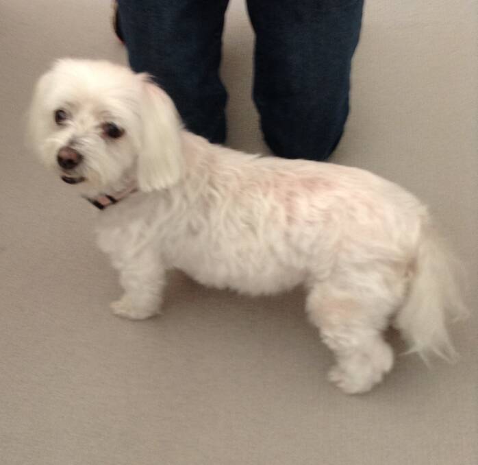Lilley the 12-year-old desexed female Maltese is looking for a new home.