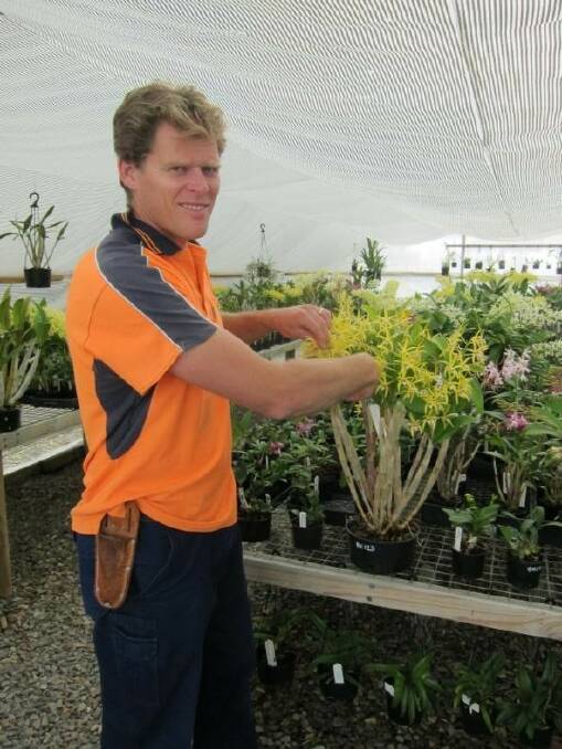 Orchid show: Champion local orchid grower Michael Wood, of Kalaru, is part of next week's spring show at the Bega Civic Centre.