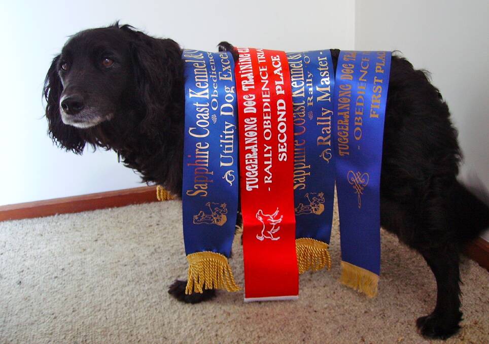 Good dog!:  Deena with some of her ribbons. Deena is well known to many locals as she has worked as a Delta therapy dog, visiting Hillgrove House.