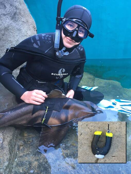 LOST: Macquarie University student Julianna Kadar with a Port Jackson shark and the missing sensor. Find it and receive a $100 reward.