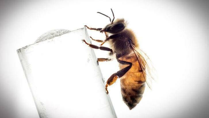 Without bees some food production chains would falter. Photo: Eddie Jim