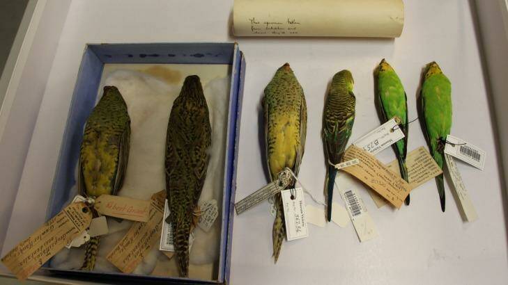 These preserved specimens of night parrot are more than 100 years old and are still used to study the bird's physiology. Photo: Michael Kearney
