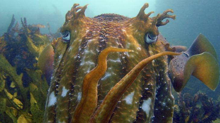 A giant cuttlefish off Terrigal, NSW. Photo: Natalie Moltschaniwskj
