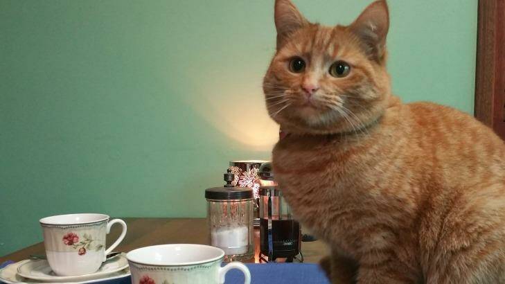 Julia Gillard the cat, set to be part of Canberra's first cat cafe. Photo: Supplied