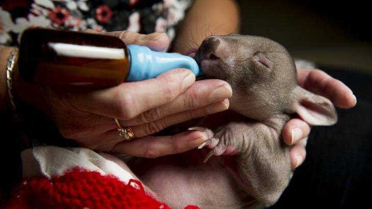 Volunteer ACT Wildlife carer Lindy Butcher cares for a baby wombat, Jack Photo: Jay Cronan