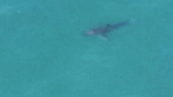 One of the sharks seen by Air T&G Helicopter Services at Lennox Heads Beach on Sunday. Photo: Air T&G Helicopter Services