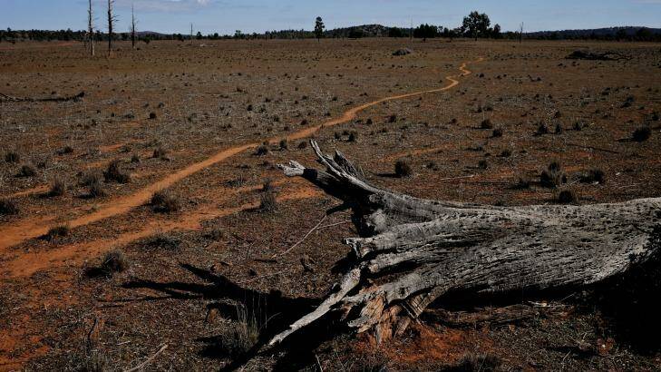 Conservation groups have dubbed the land clearing policy a "so-called biodiversity act". Photo: Brendan Esposito