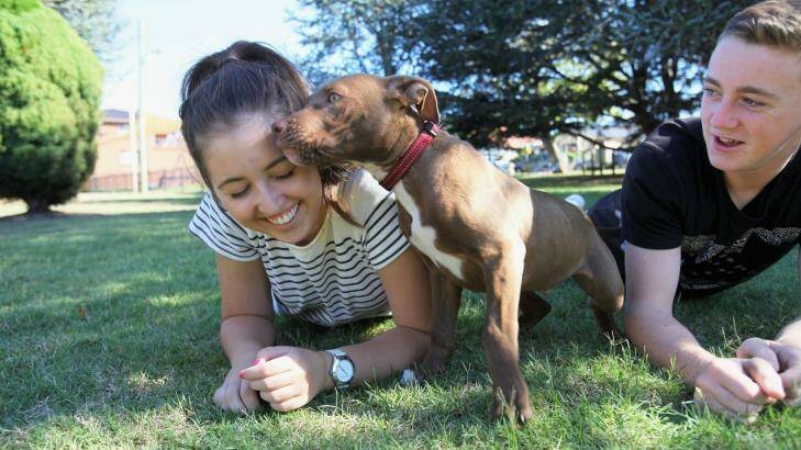 Popular pup: Siblings Jerri 17 and Chris 14 with their rescue dog a 4 month old Staffy X at Rockdale Park. Photo: Fiona Morris