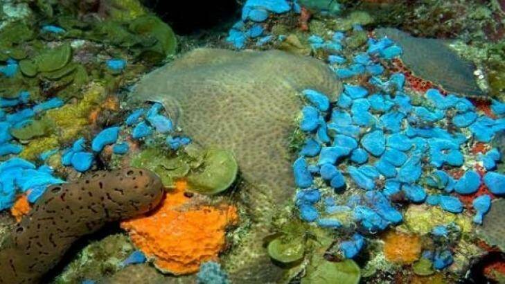 The UN's mesophotic coral ecosystem report collates reports from around the world. Photo: UNEP