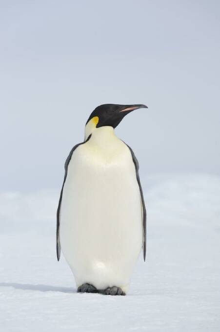 The sighting of a rare emperor penguin (<i>Aptenodytes forsteri,</i>) is a never-to-be-forgotten thrill for passengers aboard Le Boreal. Photo: Martin Ruegner