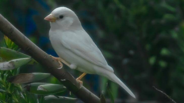 The rare white sparrow spotted in Melbourne. Photo: Bob Winters