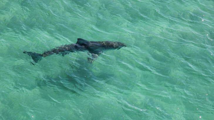 A large shark photographed by Air T&G near South Wall at Ballina on August 1, just  days after the attack on Craig Ison at Evans Head  about 20 kilometres to the south. Photo: Air T&G Helicopter Services