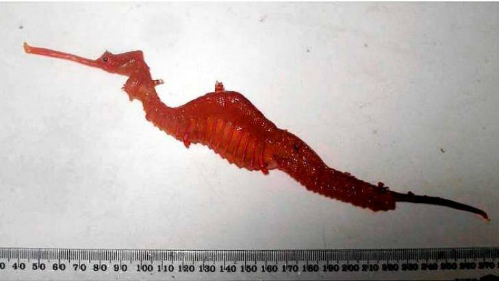 'Mesmerising beauty': The ruby seadragon. Photo: Western Australian Museum