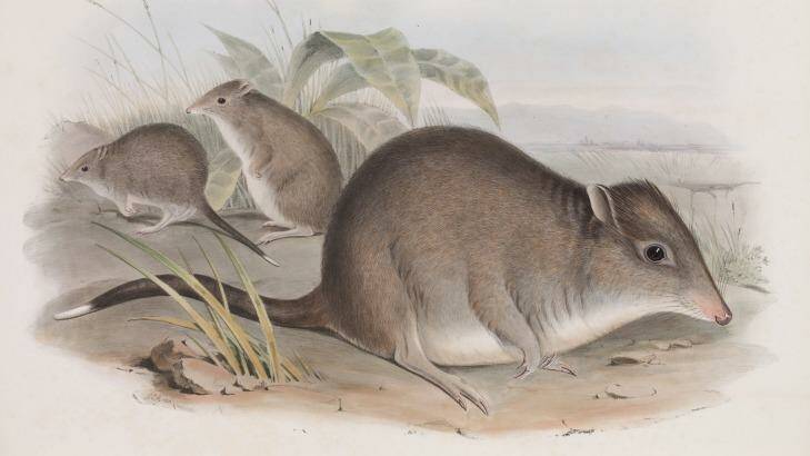 The long-nosed potoroo from John Gould's Mammals of Australia, 1863. Photo: John Gould/Museum Victoria