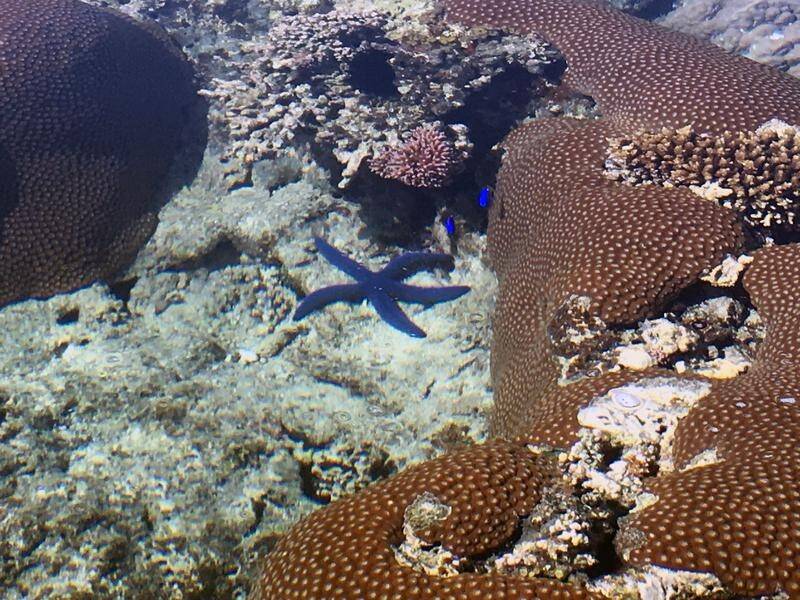 Tests in the UK have found that acute levels of carbon dioxide can cause starfish to dissolve.