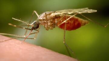 Canberra is giving $30 million to develop malaria programs in the Asia-Pacific. (AP PHOTO)
