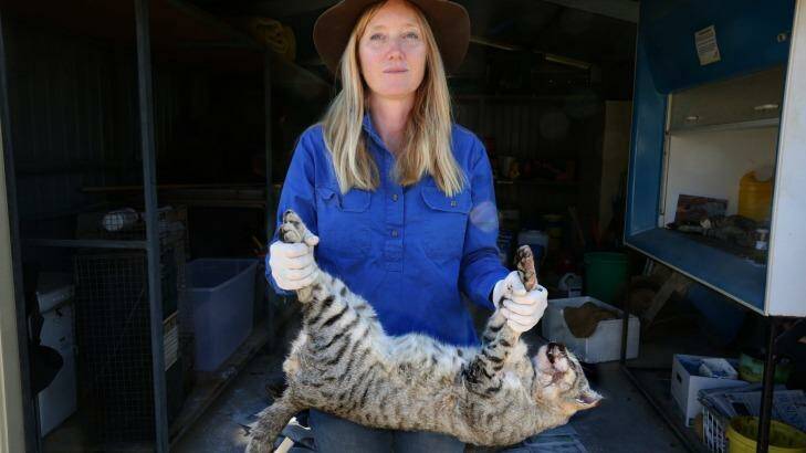 Dr Katherine Moseby at the research station with a feral cat that has been caught on the station's land. Photo: Peter Rae
