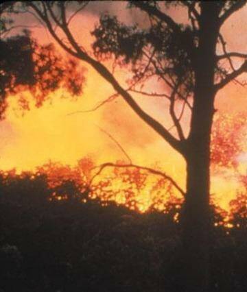 A bush fire like this on Middle Head could be catastrophic if a planned aged care facility goes ahead