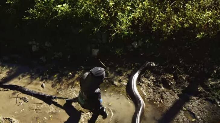 "Publicity stunt": Paul Rosalie stands over the anaconda. Photo: Screen grab, The Discovery Channel, YouTube