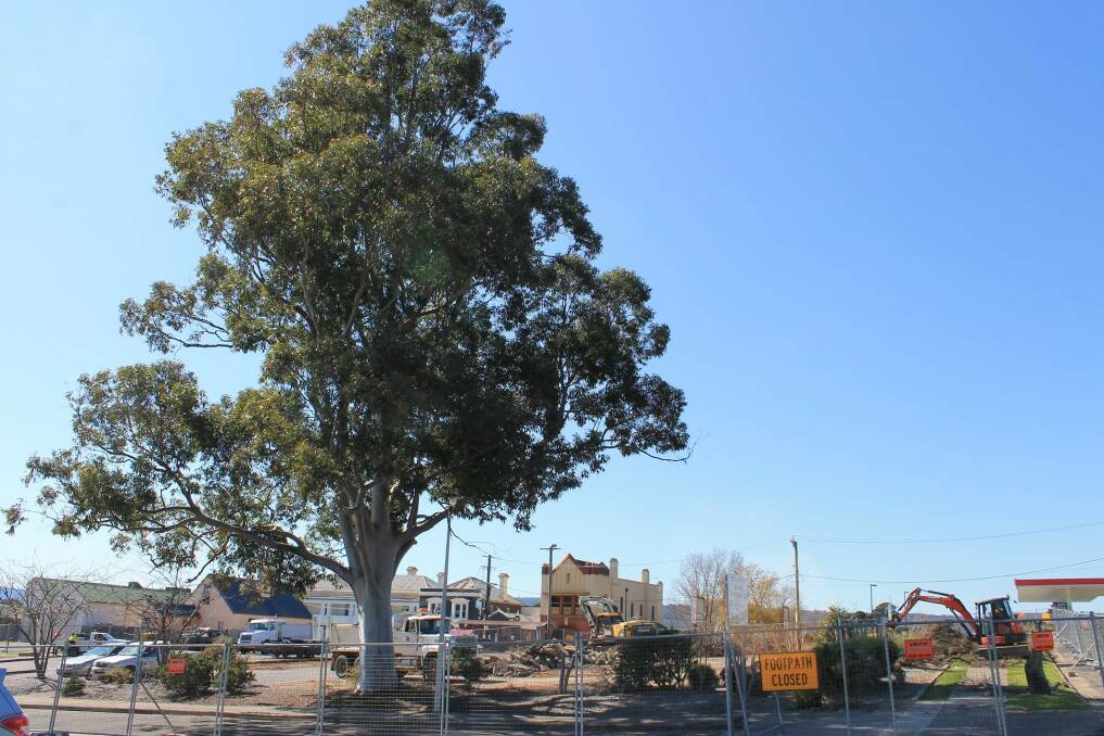 The large eucalypt in Littleton Gardens will still be removed, but has been given a week's reprieve for further consultation with the community.