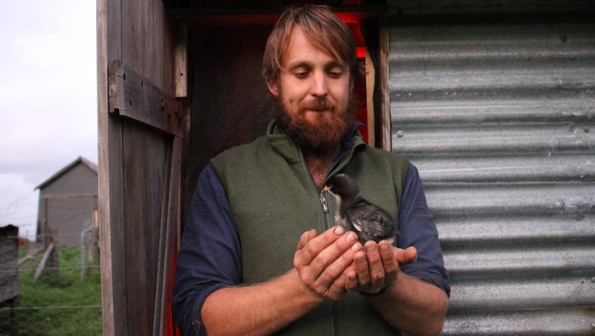 River Cottage Australia host Paul West holds one of the chickens that hatched on his farm in Tilba. 