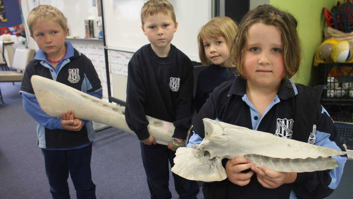 Kindergarten and Year 1 Cobargo Public School pupils (from left) Colt Croser, Ricky Rixon and Kaylie Cox hold the jaw bone of a sperm whale and Alexis Allen holds the jaw bone from a baleen whale. 