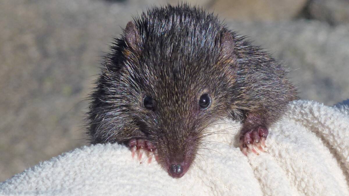 A dusky antechinus. Two antechinus are now living at Potoroo Palace. Photo: Office of Environment and Heritage.