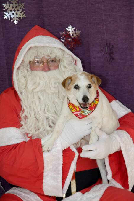 Furry friends and a fluffy white beard - cute pup Bindy is held by Santa.