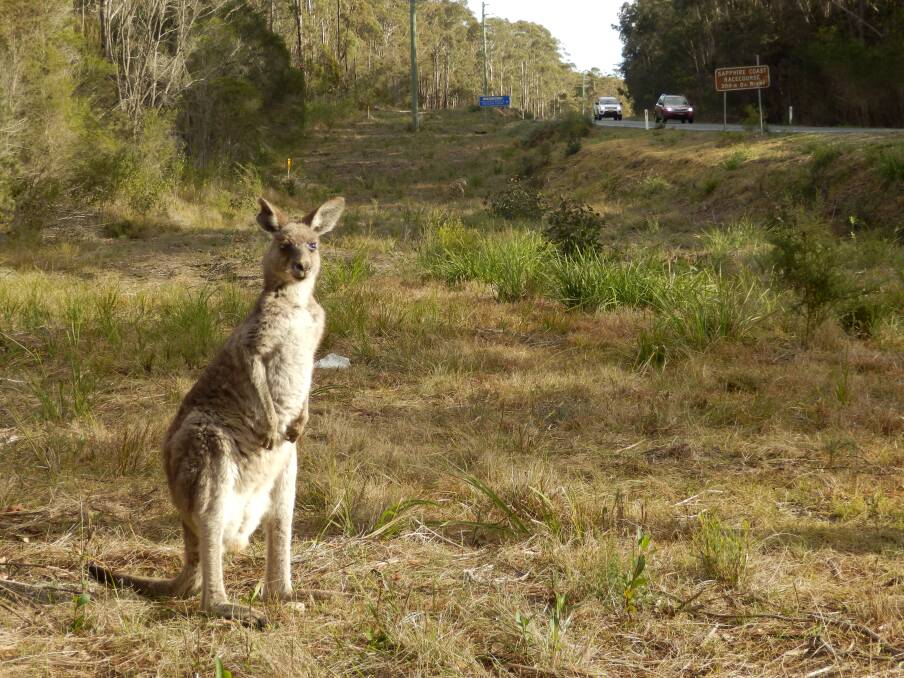 A kangaroo grazes next to Sapphire Coast Drive in Kalaru. The area is known as a hot spot for motorists’ collisions with wildlife.