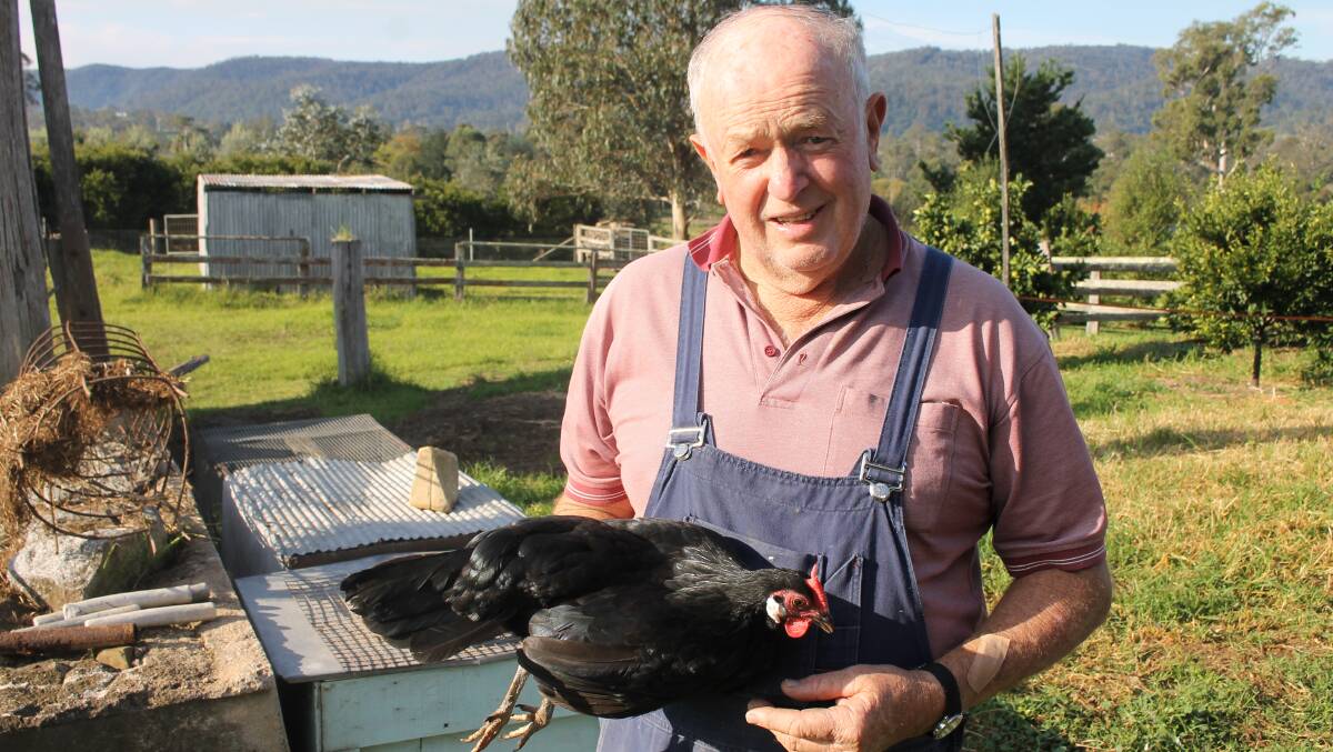 Ray Ubrihien with one of his black Hamburg hens, which he will enter in this weekend’s Bega Poultry Show. 