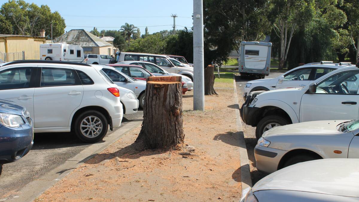 Two shade trees in the Gipps St car park have been removed ahead of awarding a tender to upgrade the popular parking spot.