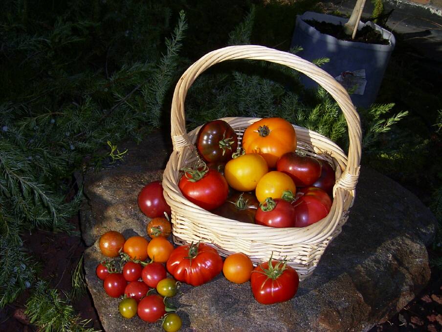 A selection of new dwarf tomatoes bred by the Dwarf Tomato Project. 