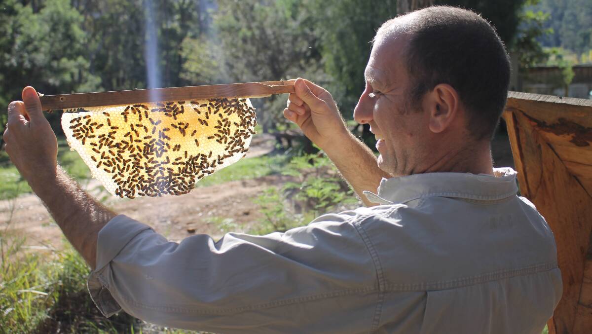 Beekeeper Adrian Iodice shows off a beautiful honeycomb from his beehive.