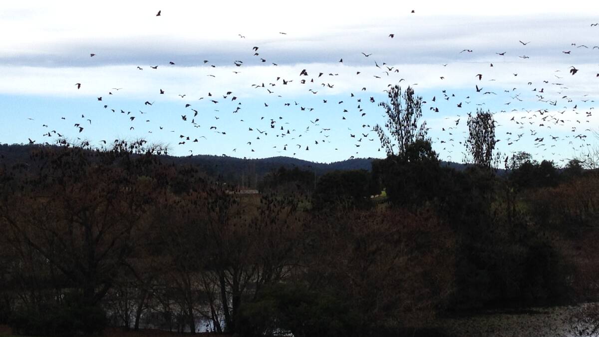 Thousands of Bega's Gleb lagoon bats take to the sky at lunchtime on Wednesday.