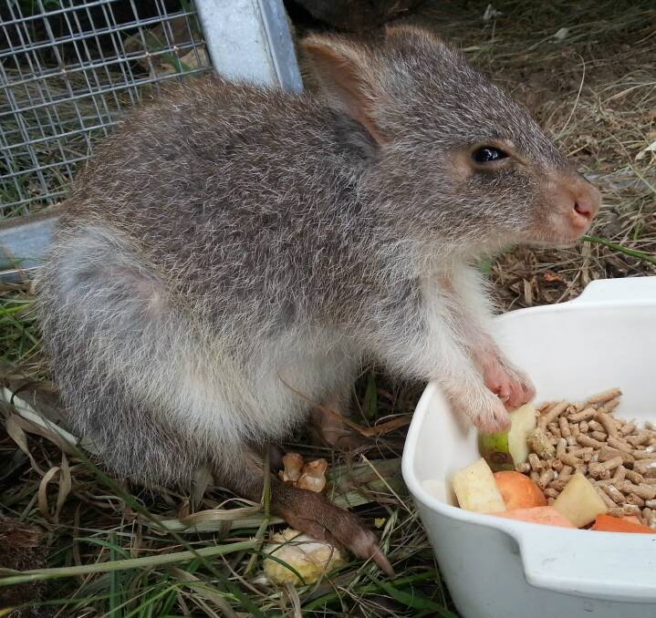 Nigel, a Rufous Bettong, is Potoroo Palace’s delightful new resident.