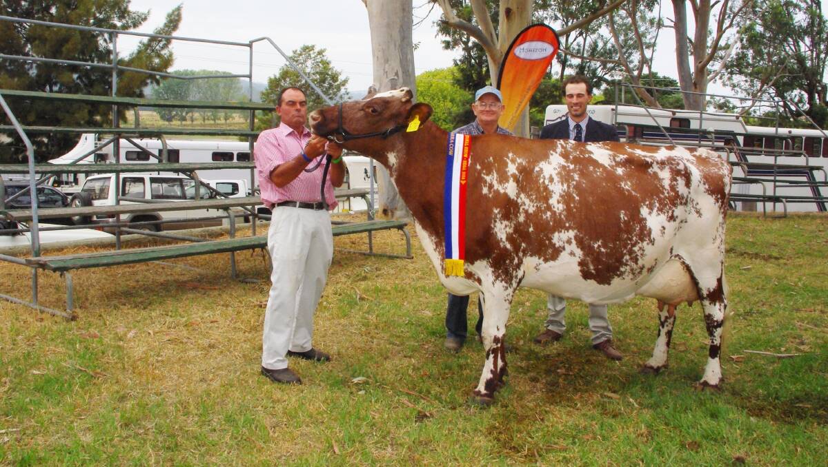 Paul Ringland with his Viewmount Emma 25, champion Illawarra cow of the show with Peter Irving from Dairy Express, the sponsor of the award and judge Tom Cochrane. Viewmount Emma 25 was also the supreme champion cow of the show.