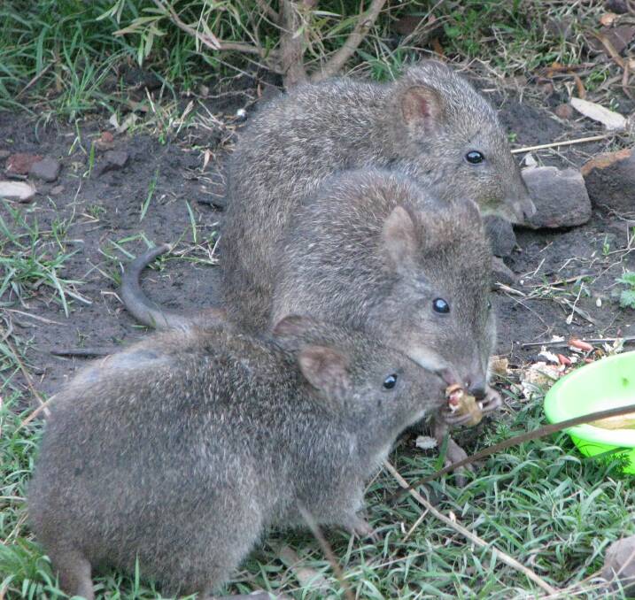 Potoroo Palace has 17 long-nosed potoroos for visitors to admire.