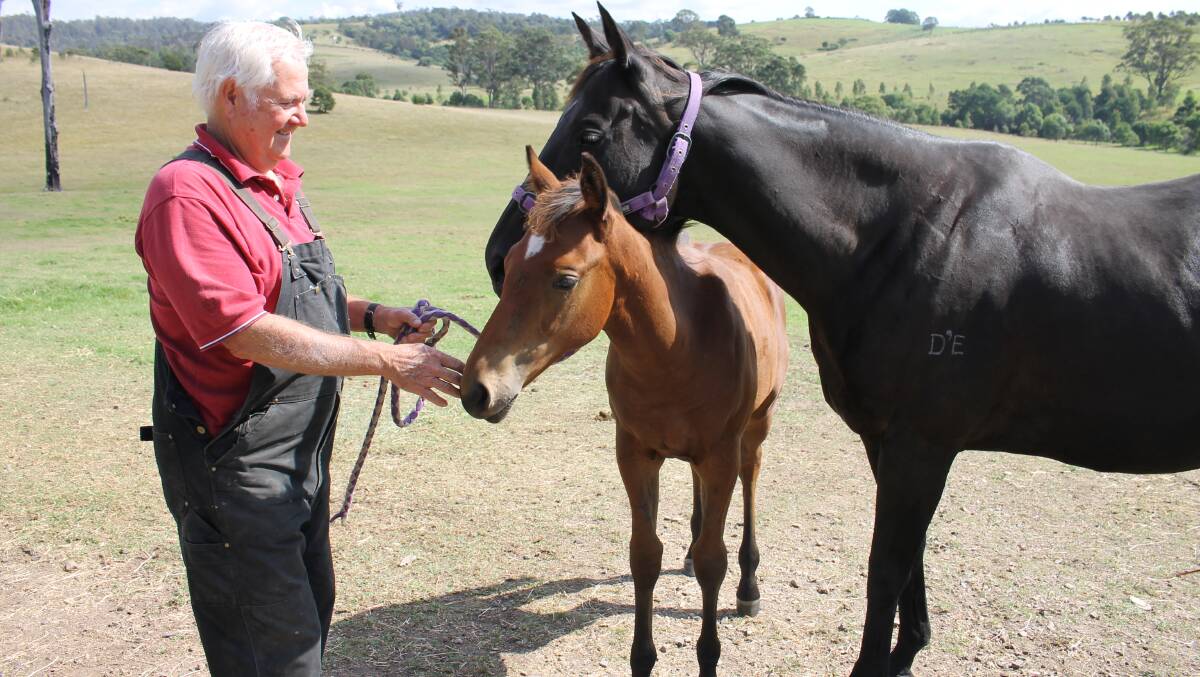 Tanja Park Stud owner Richard Gorton with brood mare Annesong and her foal Ceedy, sired by Exceed and Excel.