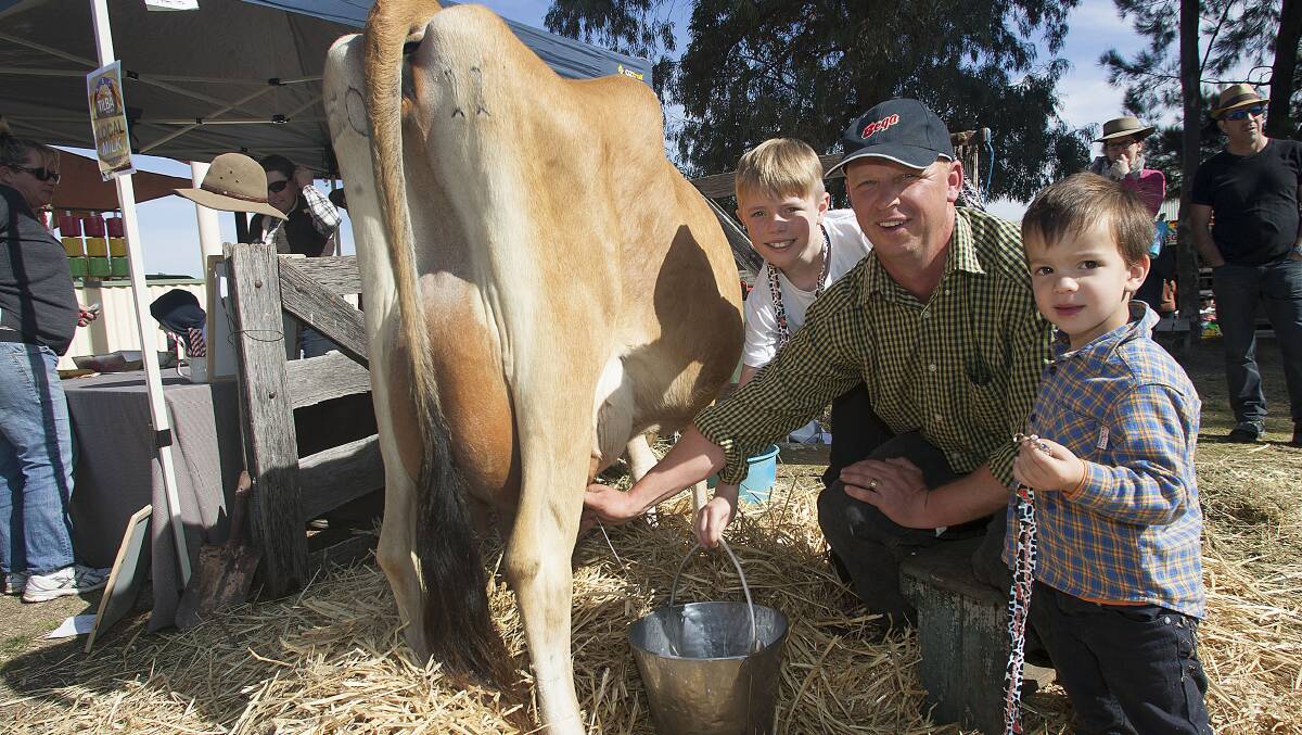 At the 2014 Sapphire Coast Anglican College Country Fair are Dylan Campbell (left) with Steven Salway of Bemboka and his son Chase milking his stud Jersey cow, Glencraig Intgold Goldtime. Photo: Peter Smith.