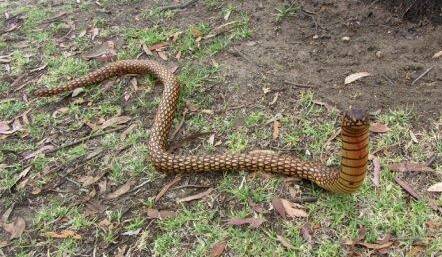 Local Indigenous artist Darren Mongta’s bush stick snake is sure to create some interest this weekend.