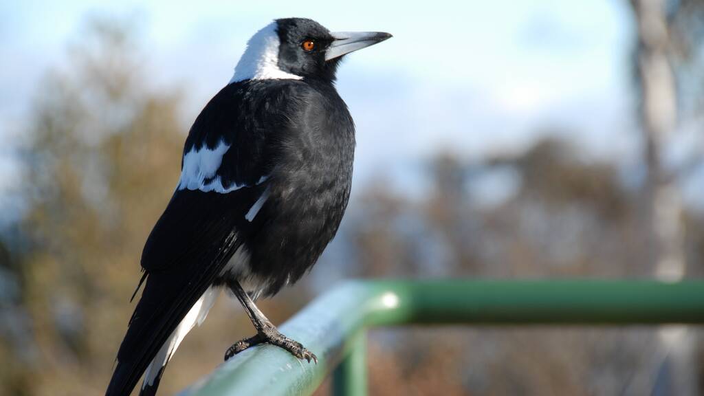 Early spring is swooping season for native birds such as magpies.