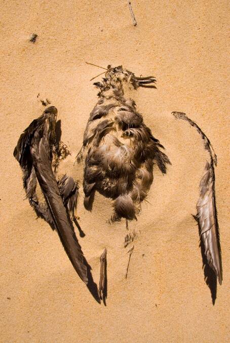 A dead shearwater bird. Photo: OEH. 
