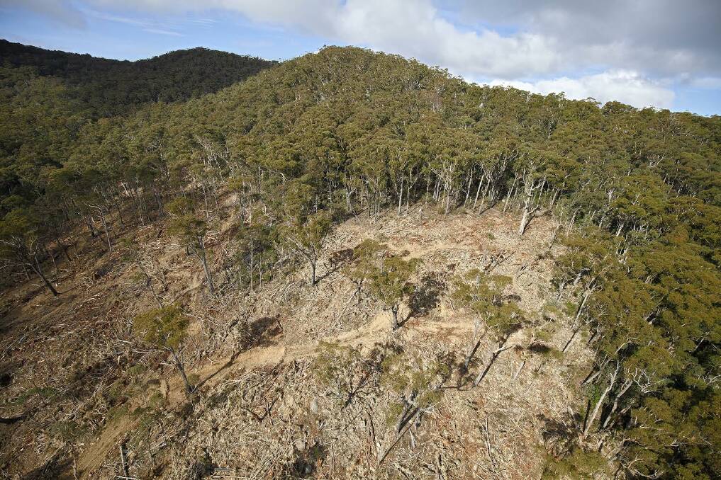 An aerial photo of the recent logging along the Snowy Mountains Hwy at Glenbog State Forest. Photo: Richard Green.