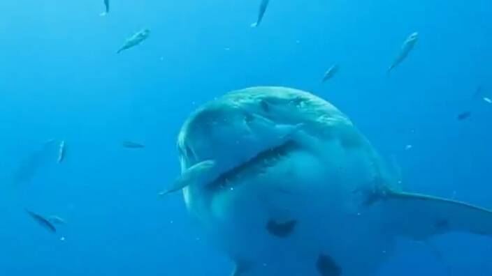Six metre shark filmed near Mexico