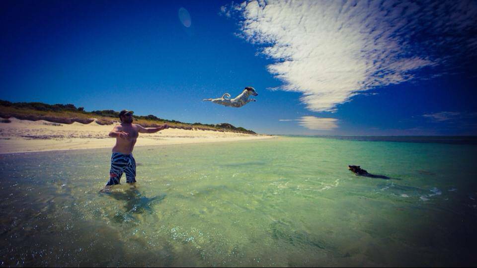 Limestone Coast: Heath Baker takes the dogs for a swim at Robe, but Spy prefers to fly. Photo: Kristal Tonkin.