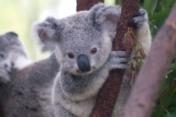 Anti-logging activists are concerned over the welfare of koalas within Tanja State Forest. Photo by Erik Veland.